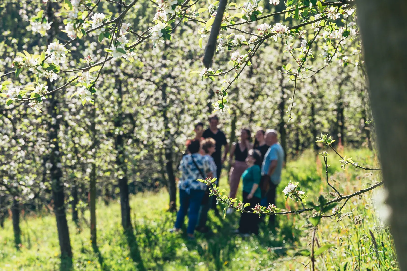 A group of visitors among apple trees in blossom, in spring