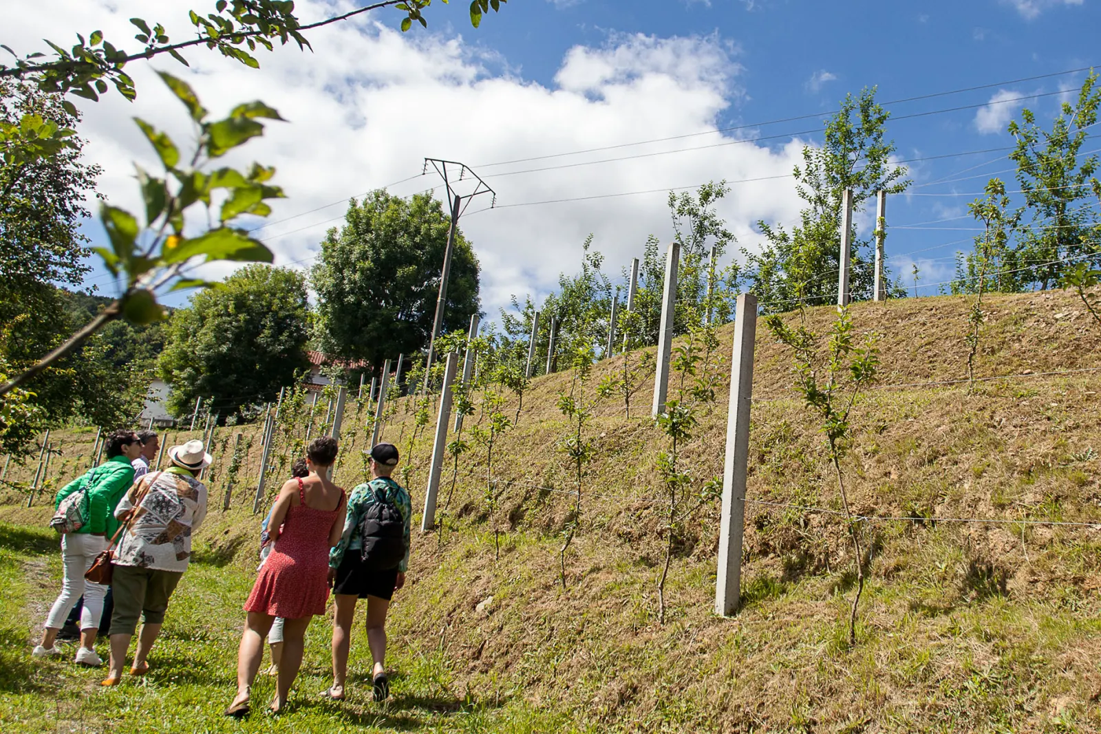 A group of visitors walking beside a young trellised apple orchard at Ola