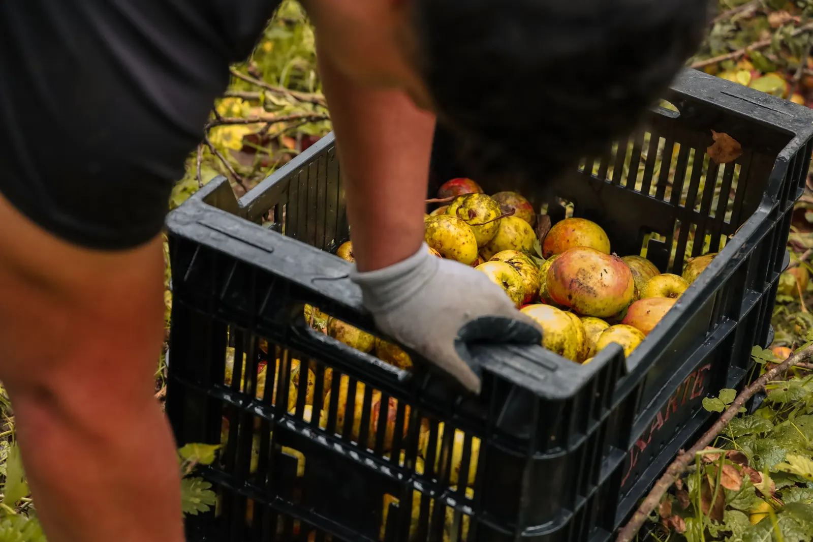 Apples being gathered into a plastic crate in Uxarte's orchard
