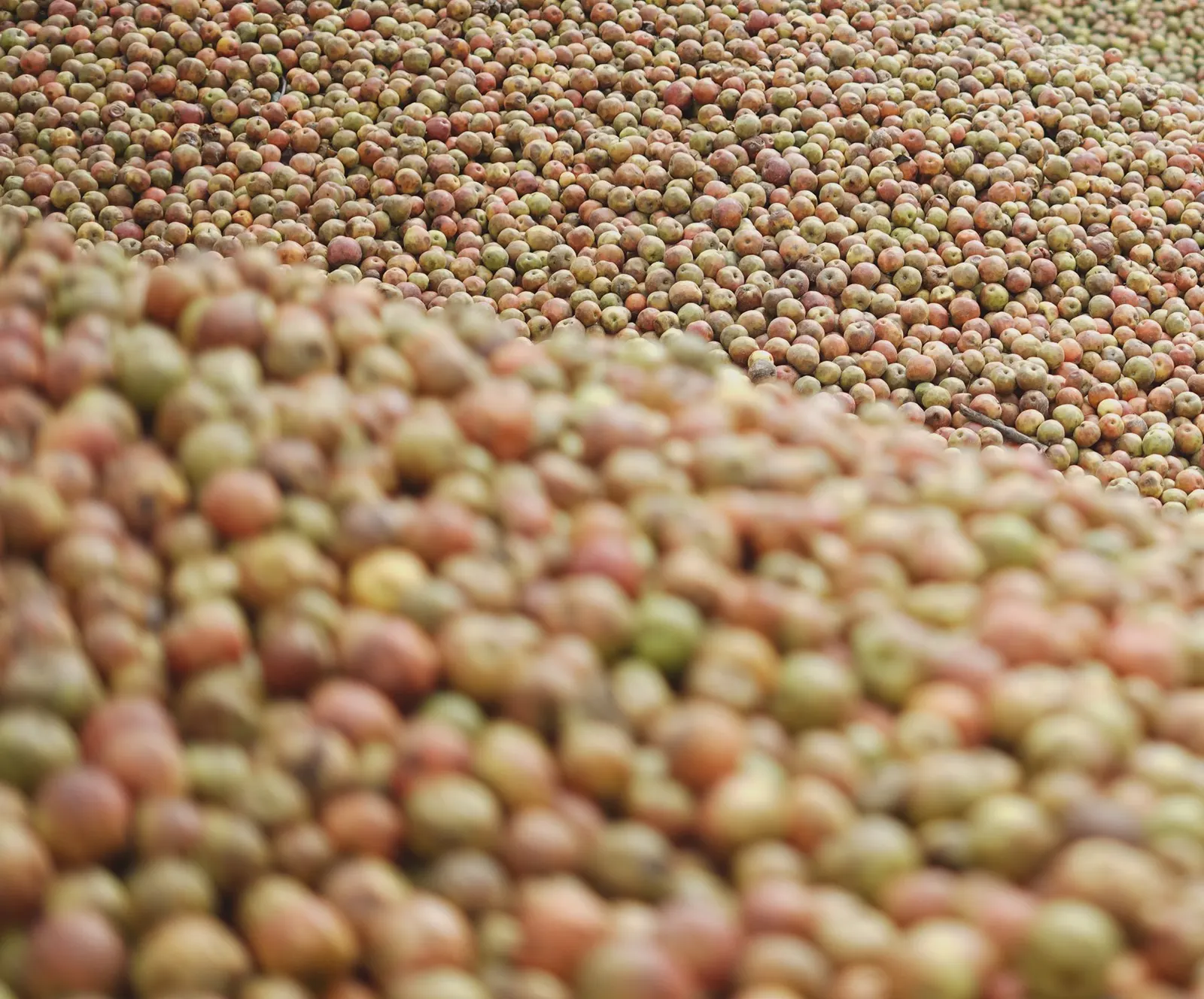 Pile of freshly harvested cider apples at Zapiain
