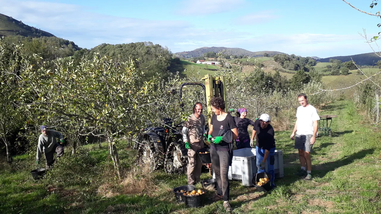 Recogida de manzanas en el manzanal de Bordatto, con cubos llenos junto a los árboles