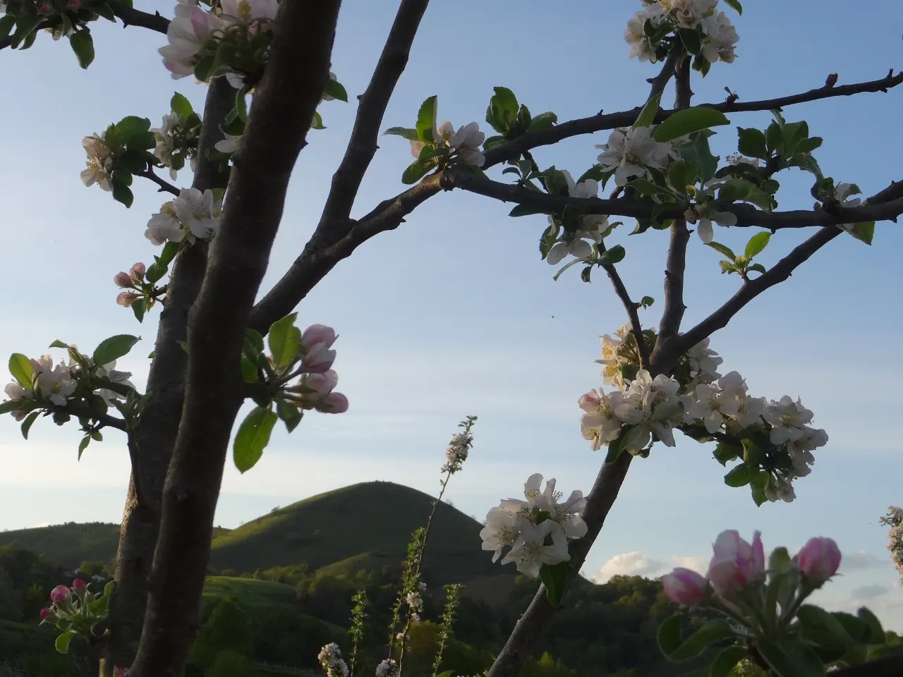 Manzano en flor con un monte verde al fondo