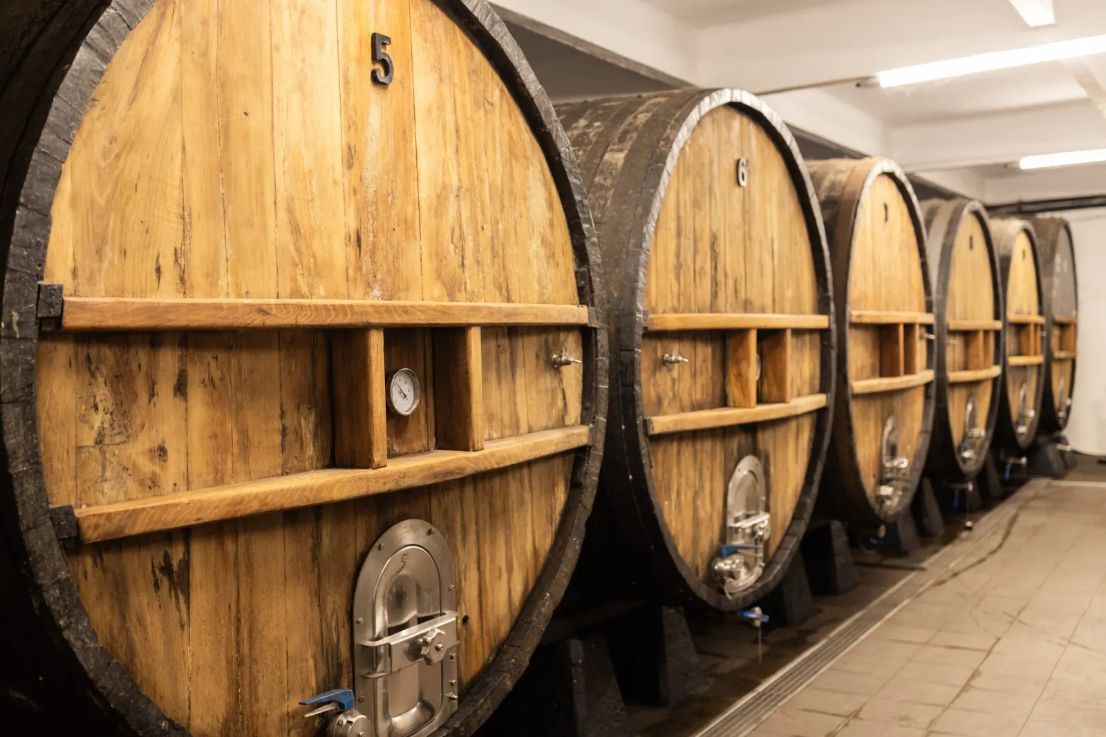 A row of numbered wooden kupelas in the cellar of the Calonge cider house