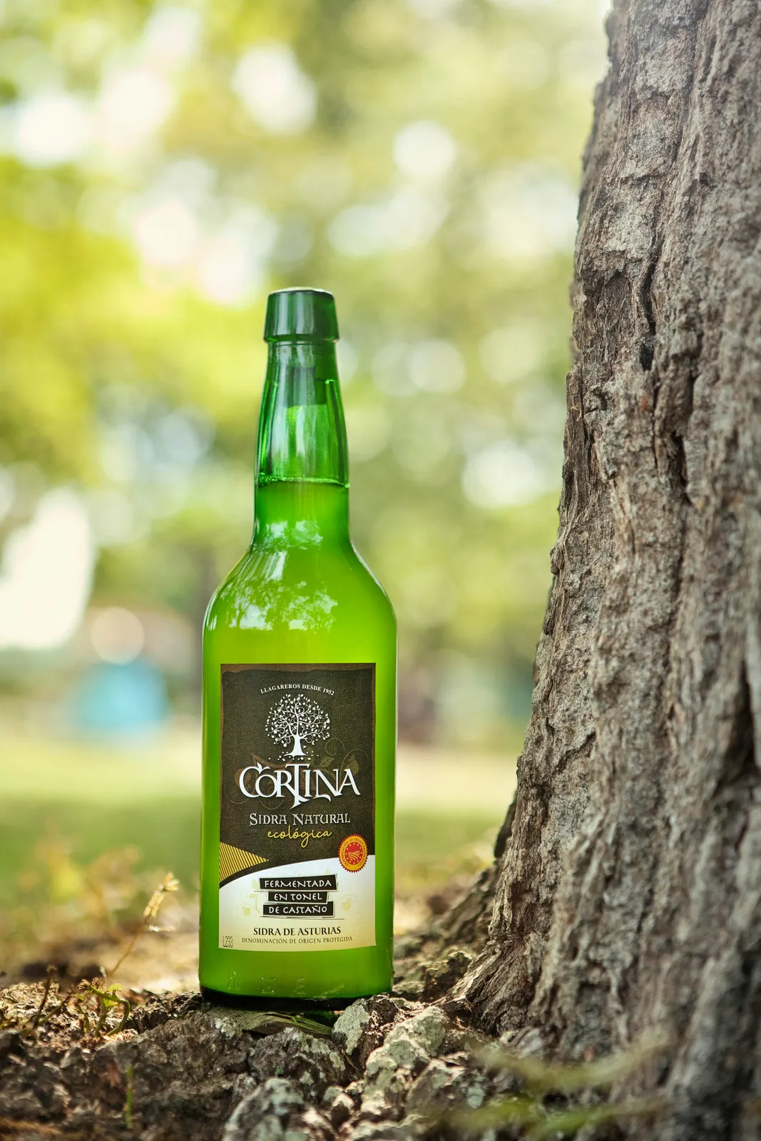 Bouteille de Sidra Cortina appuyée contre le tronc d’un pommier