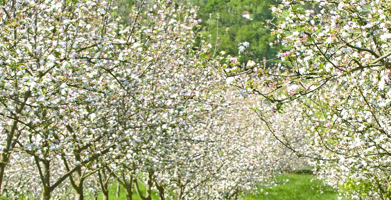 Manzanal de Eztigar en flor