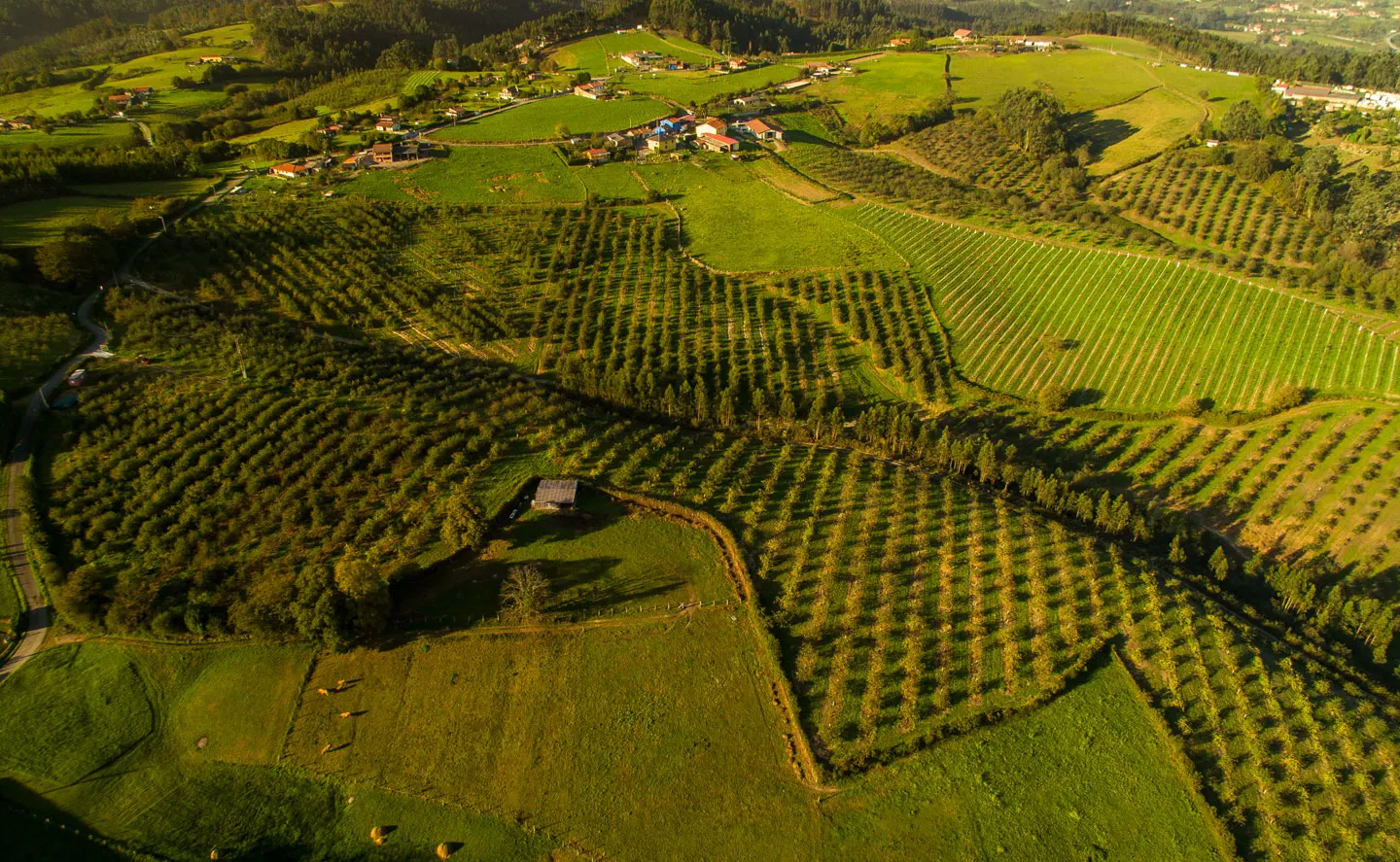 Vista aérea de las pomaradas de Finca Gallinal en Gijón, con hileras de manzanos sobre las lomas