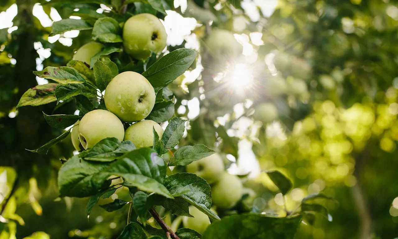 Manzanas verdes en la rama de un manzano a contraluz