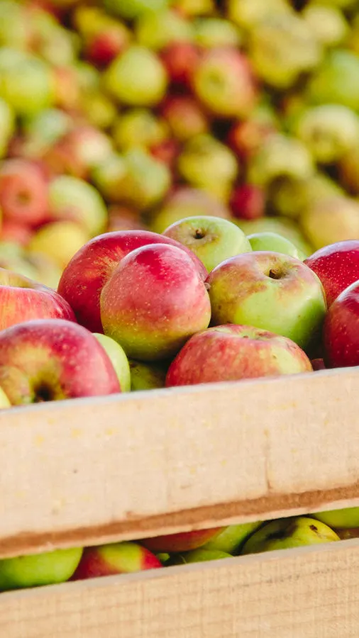 Cajas de madera llenas de manzanas gallegas recién cosechadas