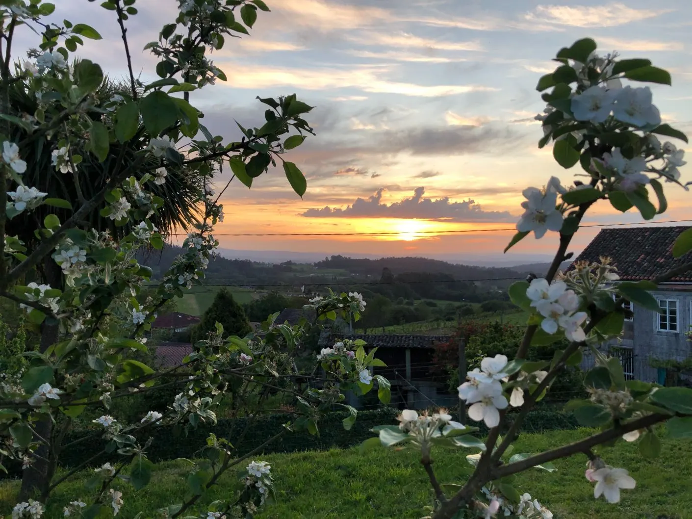 Manzano en flor al atardecer en la finca A Sobreira