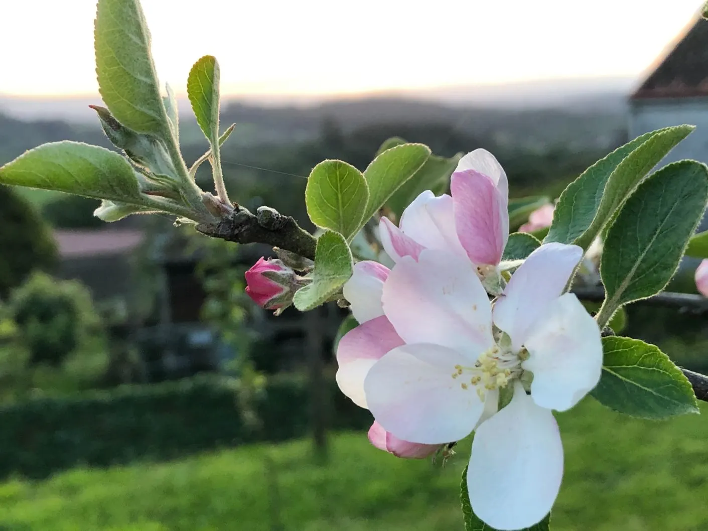 Flor de manzano en la finca A Sobreira