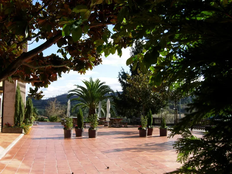 Terraza enlosada con mesas, sombrillas plegadas y una palmera, vista entre las ramas de los árboles