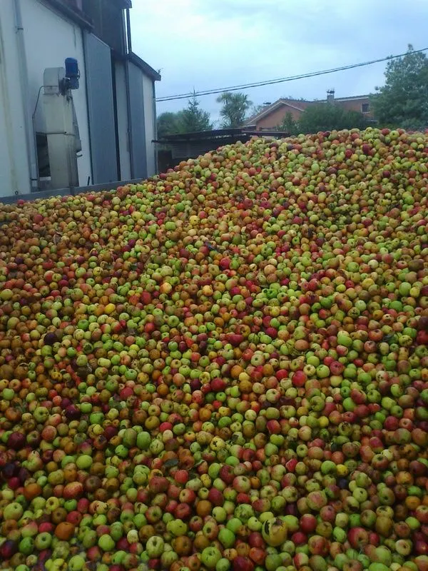 Montaña de manzana recién llegada al llagar de Sidra Acebal