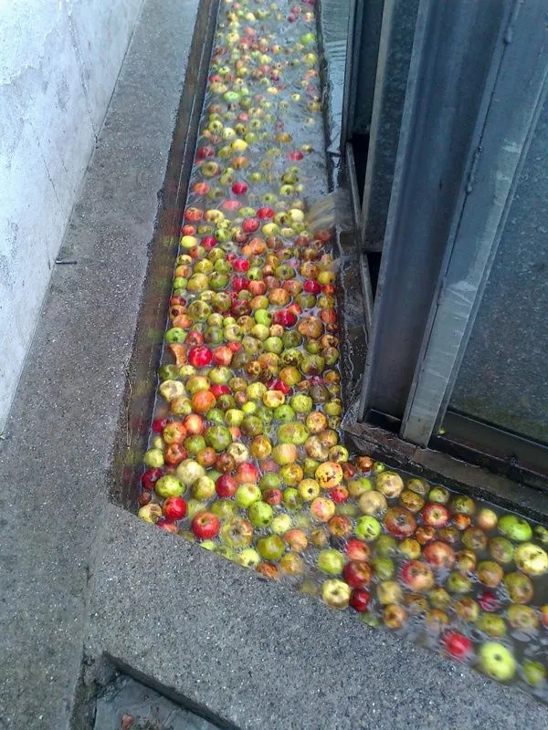 Manzanas avanzando por el canal de agua hacia el lavado