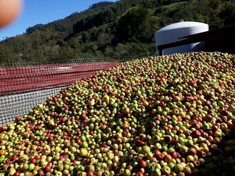 Bin full of cider apples next to the cider mill, with the hills in the background
