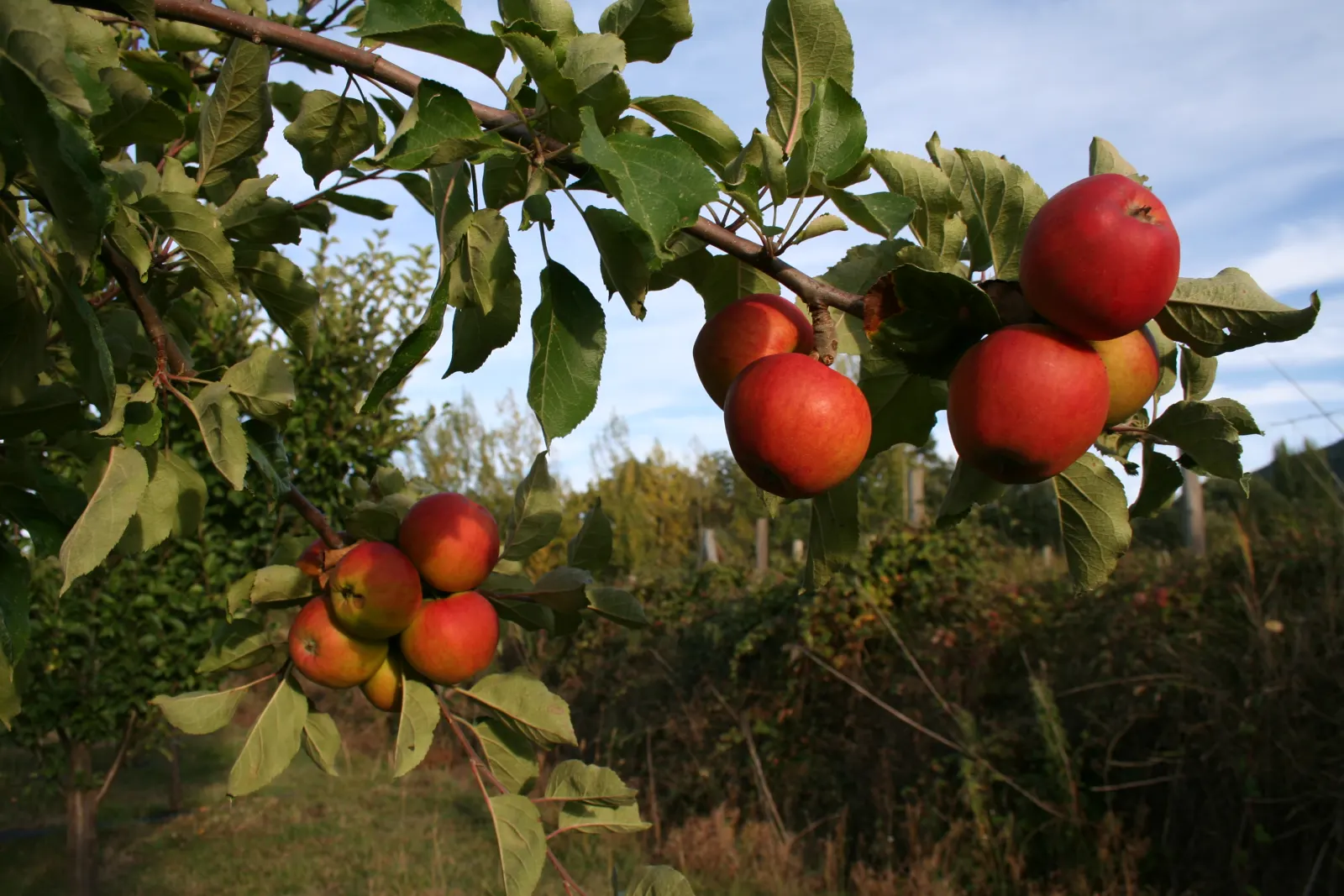 Pommes mûres sur les branches d’un pommier de la plantation
