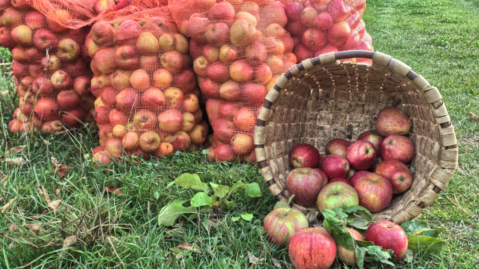 Sacs et panier de pommes fraîchement cueillies sur l’herbe
