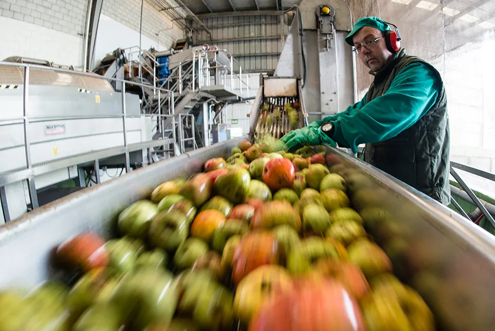 A worker watches over the belt carrying the apples to the washer