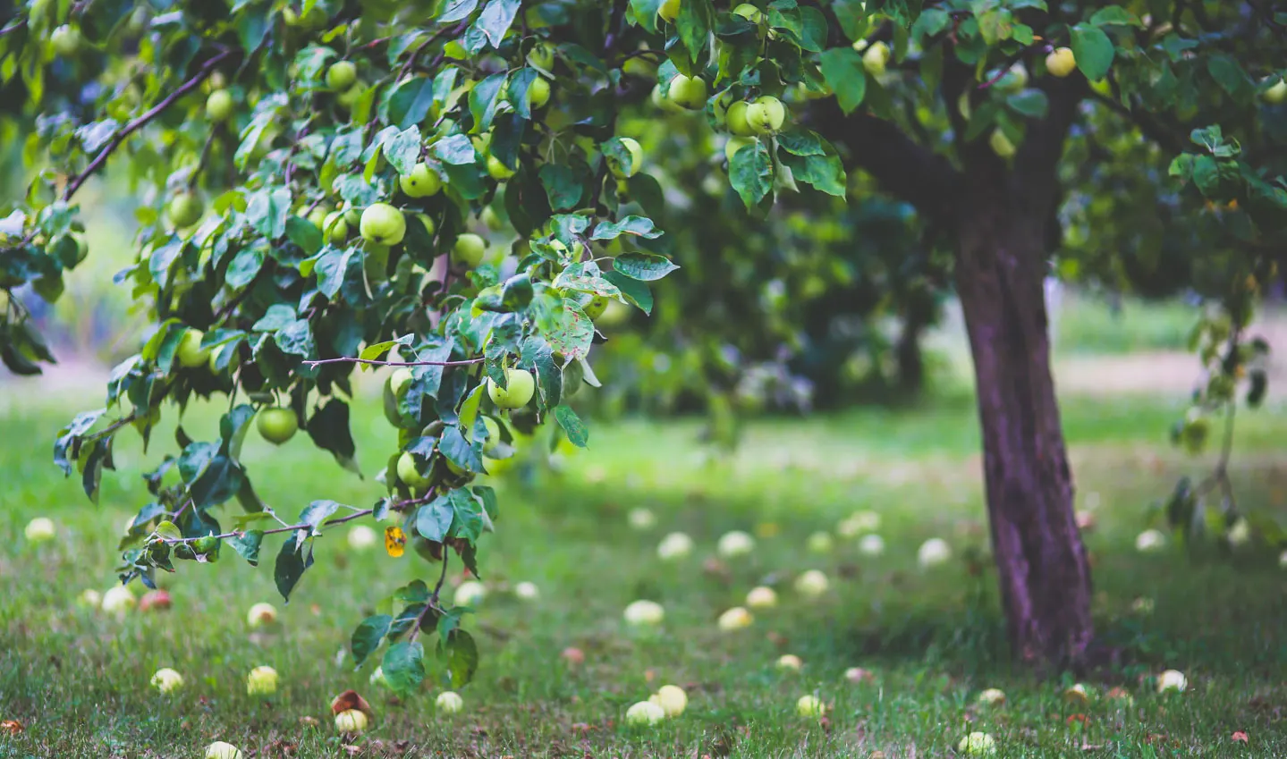 Manzano cargado de fruta en una pumarada, con manzanas caídas sobre la hierba