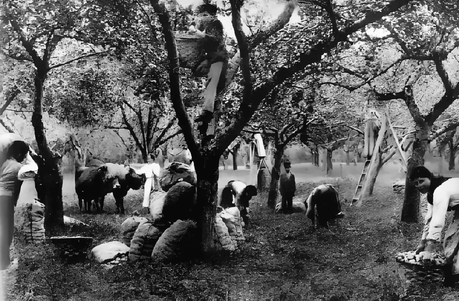 Old black-and-white photograph of the apple harvest in an orchard, with sacks and a pair of oxen