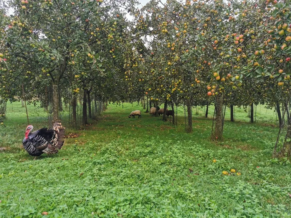 Pomarada de la finca Somarroza cargada de manzanas, con un pavo y ovejas pastando entre los árboles