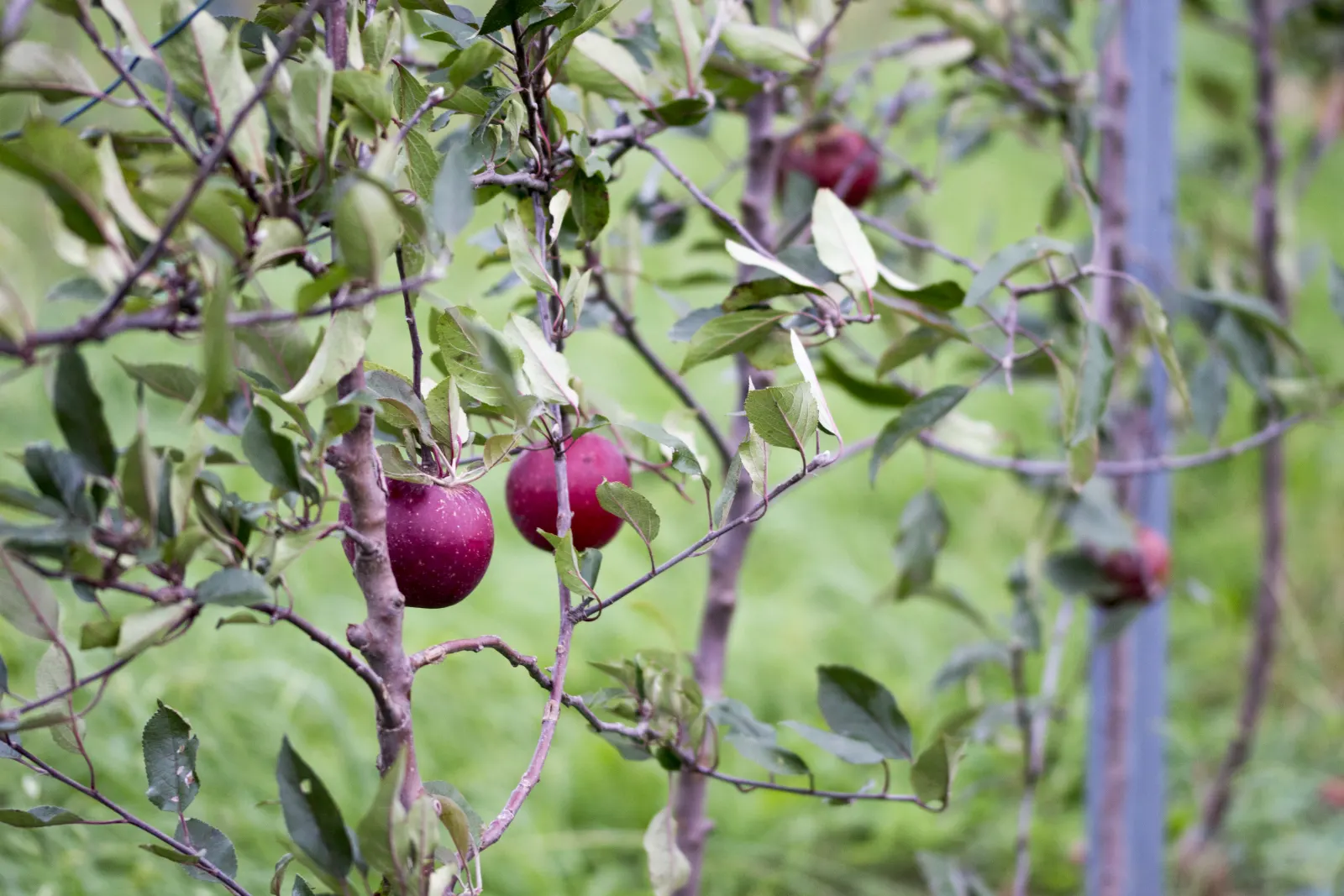 Manzanas rojas en las ramas de un manzano joven de la plantación