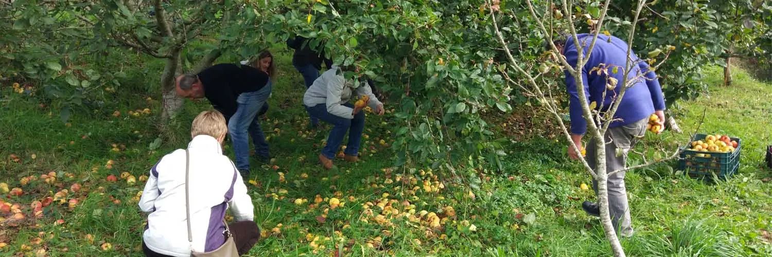 Varias personas recogen manzanas del suelo bajo los manzanos