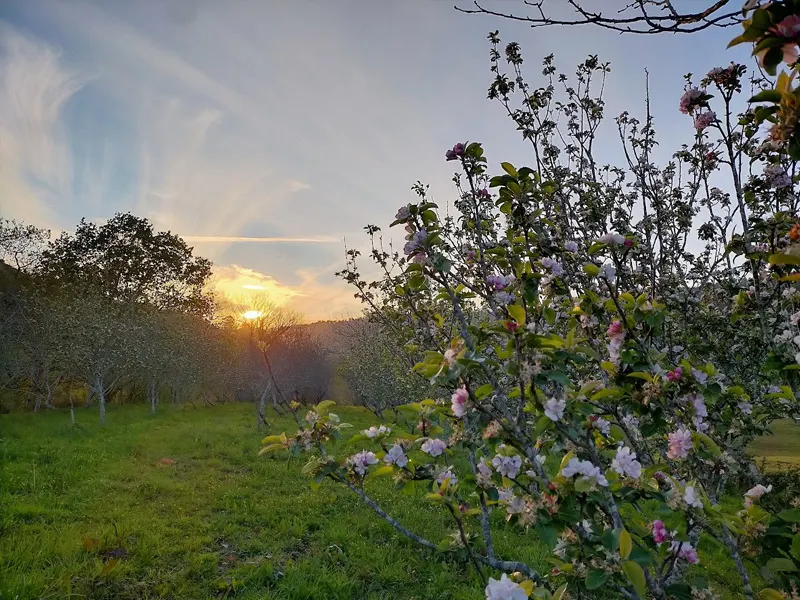 Manzanos en flor en la pomarada al atardecer