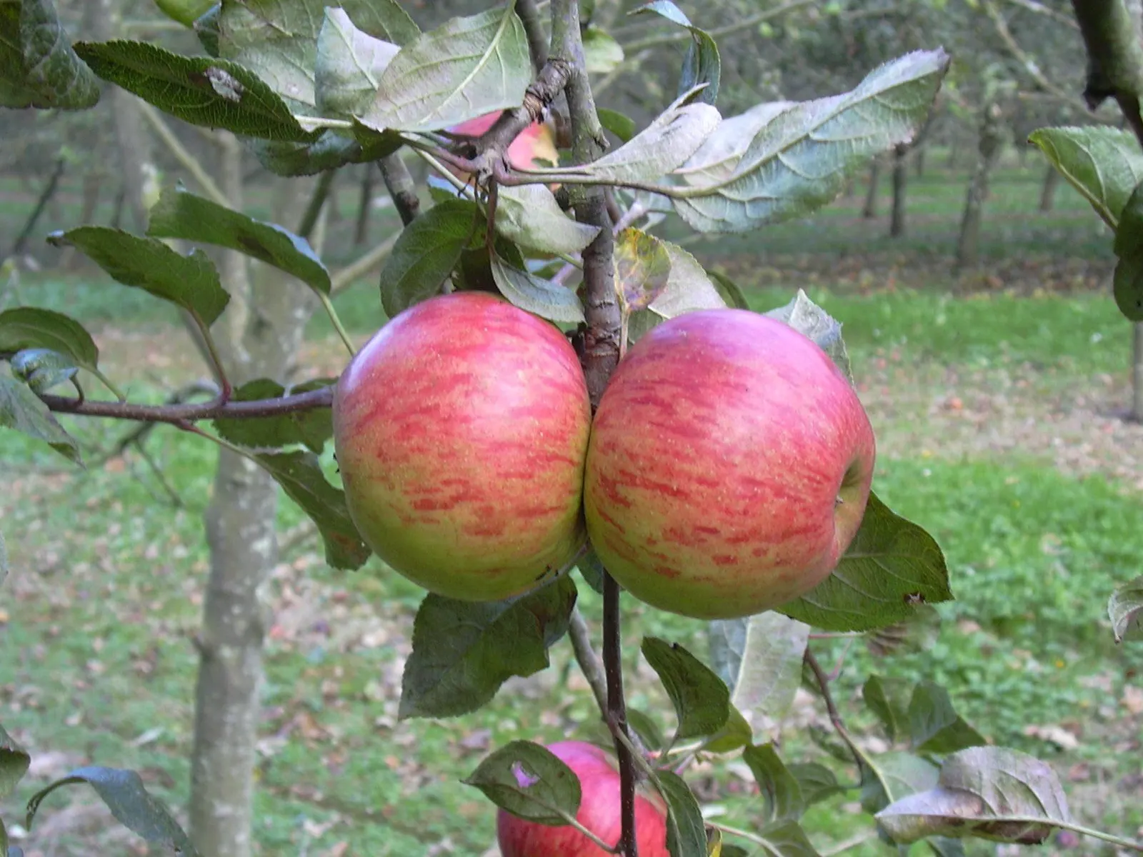 Manzanas maduras en la rama